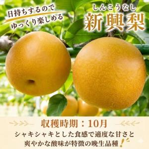 ふるさと納税 Y042 新興梨(赤秀) 5kg 鳥取県八頭町_1
