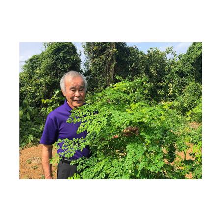 ふるさと納税 【沖縄ウスリファーム】モリンガタブレット3袋 沖縄県読谷村_3