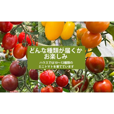ふるさと納税 【2026年7月上旬発送開始予定】 岩手県産 こだわり カラフルミニトマト 1.3kg （6種類以上をお届け） ／ ミニ とまと トマト ミ.. 岩手県八幡平市_2