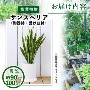 同時購入特典付き ふるさと納税 【m24-16-B】＜観葉植物＞サンスベリア(7号) (陶器鉢(モダンマット釉(ホワイト))・受け皿付) 【アイエヌエー】 大阪府箕面市