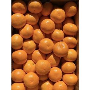 濃厚♡甘くて♡ジューシー♡伊木力佐瀬みかん♡田口早生♡青秀♡2S