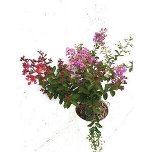 ふるさと納税 緑の力で地球を元気に!【矮性サルスベリ・3色咲】赤・白・紫を1鉢でお楽しみいただけます【1405132】 三重県鈴鹿市 