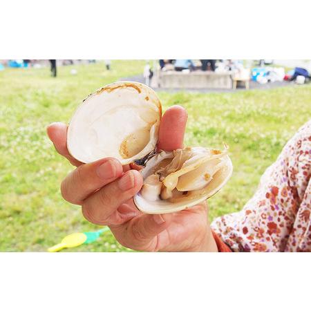 ふるさと納税 12ヶ月毎月届く地元漁師が厳選！！”天然蛤”ご注文時お勧めサイズお任せセット2kg入り 貝 貝類 魚介類 身が厚い 甘み 旨み あ.. 千葉県九十九里町_4