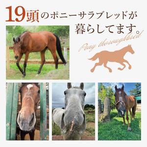 ふるさと納税 ホースセラピー・癒しコース（120分）【乗馬 馬 ポニー サラブレッド ブラッシング リラクゼーション 水戸市 茨城県】（EY-1） 茨城県水戸市の画像