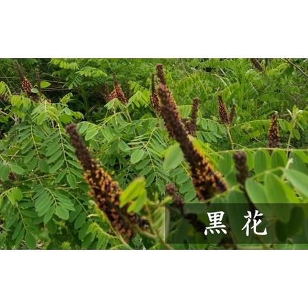 ふるさと納税 【令和7年産・数量限定】国産 非加熱 純粋はちみつ 600g×2種類（アカシア蜜・黒花槐蜜）食べ比べセット 柏崎産[Y0451] 新潟県柏崎市の画像