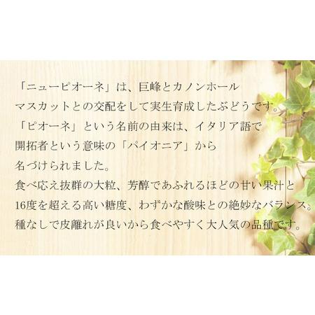 ふるさと納税 ぶどう 2024年 先行予約 ご家庭用 ニュー ピオーネ 3〜6房 約2kg ブドウ 葡萄  岡山県産 国産 フルーツ 果物 岡山県倉敷市｜furunavi｜05