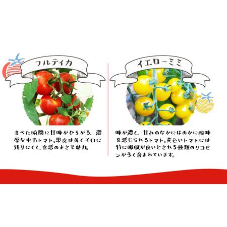 ふるさと納税 《2026年先行予約》 雪解け水で育ったカラフルな濃厚ミニトマト 2kg トマト 長九郎農園 [A0008_26] syun116 岐阜県飛騨市_2
