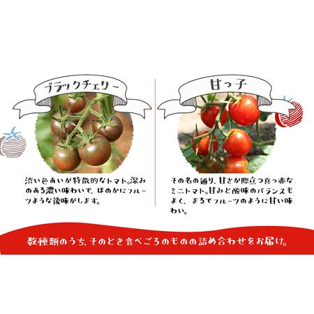 ふるさと納税 《2026年先行予約》 雪解け水で育ったカラフルな濃厚ミニトマト 2kg トマト 長九郎農園 [A0008_26] syun116 岐阜県飛騨市_3
