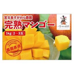 ふるさと納税 宮古島すがわら農園 完熟マンゴー1kg(2〜3玉)(FR006) 沖縄県宮古島市