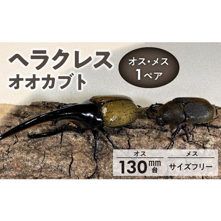 ふるさと納税 [ヘラクレスオオカブト]オス(130mm台)・メス(サイズフリー) 1ペア 福岡県久留米市