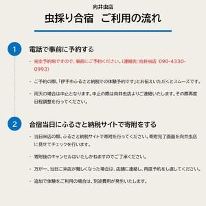 ふるさと納税 C40　虫採り合宿（カブトムシ・クワガタ）in伊予市〜向井虫店プレゼンツ〜 愛媛県伊予市 