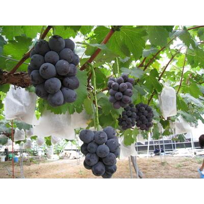 ふるさと納税 ぶどう（ピオーネ）セット（2kg） 岡山県吉備中央町