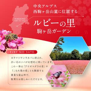 ふるさと納税 高嶺ルビー はちみつ 120g 3本セット [ はちみつ 蜂蜜 ] 長野県宮田村の画像