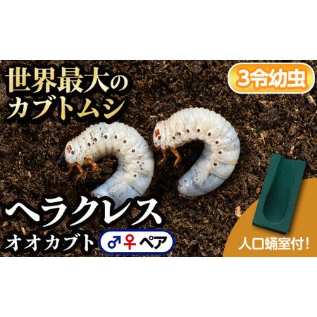 予約済み】ヘラクレス メス7引き、オス3匹