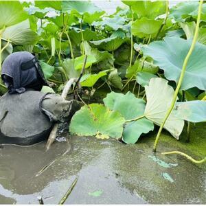 ふるさと納税 新物!　肉厚でシャキシャキの食感と甘みが特徴　　掘りたて れんこん　2Kg(2〜4本)【配送不可地域：離島】【1420961】 茨城県かすみがうら市｜furunavi｜04