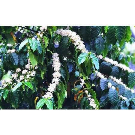 ふるさと納税 令和5年度コーヒーノキオーナー制度　会員権 沖縄県糸満市 沖縄県糸満市 ふるさと納税 令和5年度コーヒーノキオーナー制度　会員権 EIM1511571154(15000円)