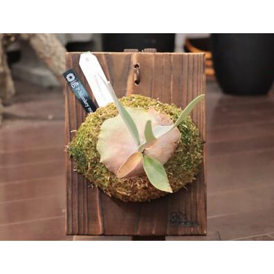 ★動作確認済み ふるさと納税 コウモリラン（ビカクシダ）板付 宮城県東松島市 【1192583300】(42000円)