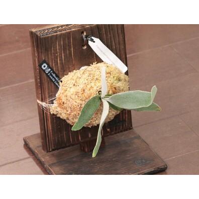 ★動作確認済み ふるさと納税 コウモリラン（ビカクシダ）板付 宮城県東松島市 【1192583300】(42000円)