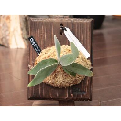 ★動作確認済み ふるさと納税 コウモリラン（ビカクシダ）板付 宮城県東松島市 【1192583300】(42000円)