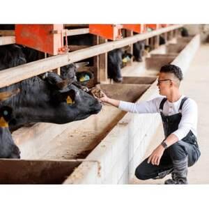 ふるさと納税 牛肉 サーロインステーキ 170g×4枚 知多牛 響【配送不可地域：離島】【1419847】 愛知県南知多町 