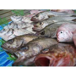 ふるさと納税 ［頒布会3回］瀬戸内海産の海産物の詰め合わせ（下処理アリ） FAH-0123 香川県宇多津町の画像