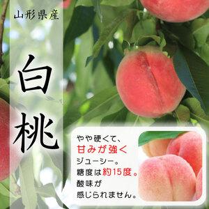 ふるさと納税 山形市産 白桃 [柔らかくなる桃] 秀品 約3kg (6玉〜13玉) 【令和6年産先行予約】FU23-573 山形県山形市｜furunavi｜02