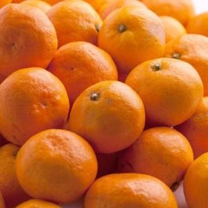 ふるさと納税 ［先行予約］家庭用 有田みかん1kg＋250g（傷み補償分）［2026年10月初旬から2027年1月末日頃順次発送予定］ 和歌山県九度山町 |  | 02
