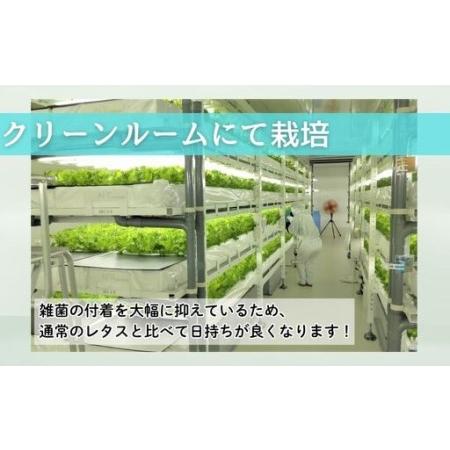 ふるさと納税 アノレタス（リーフレタス）新鮮シャキシャキ 栽培期間中無農薬低カリウムレタス 12袋セット【kkry0001】 三重県伊賀市_1