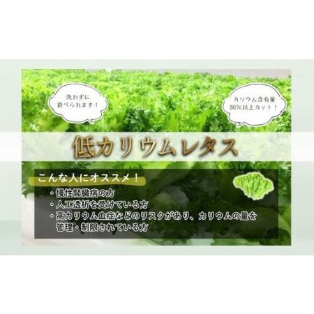 ふるさと納税 アノレタス（リーフレタス）新鮮シャキシャキ 栽培期間中無農薬低カリウムレタス 24袋セット【kkry0002】 三重県伊賀市_2