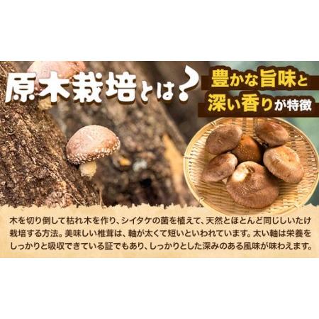 ふるさと納税 阿蘇・産山村産 原木生しいたけ 中玉800g(200g×4袋) 椎茸 しいたけ 生しいたけ しいたけのさかい《6月中旬-11月下旬頃出荷》.. 熊本県産山村_2