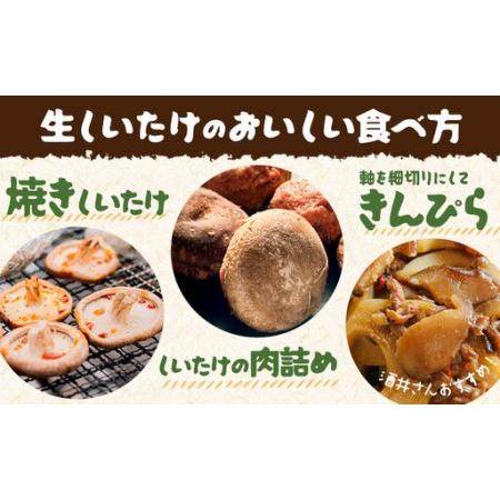 ふるさと納税 阿蘇・産山村産 原木生しいたけ 中玉800g(200g×4袋) 椎茸 しいたけ 生しいたけ しいたけのさかい《6月中旬-11月下旬頃出荷》.. 熊本県産山村_4