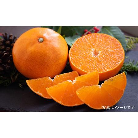 ふるさと納税 大将さん家の「せとか」約3kg 長崎市/大将農園[LCS053