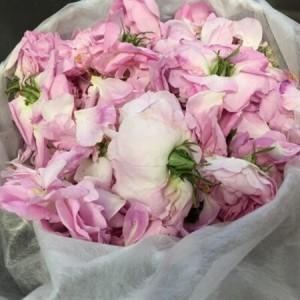 ふるさと納税 薔薇香る乳液(オールドローズミルクローション)蓼科高原産ローズ水を贅沢配合!_美容 化粧水・乳液・美容液 スキンケア _【1416287.. 長野県茅野市_2