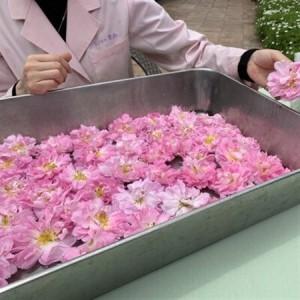 ふるさと納税 薔薇香る乳液(オールドローズミルクローション)蓼科高原産ローズ水を贅沢配合!_美容 化粧水・乳液・美容液 スキンケア _【1416287.. 長野県茅野市_3