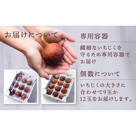 ふるさと納税 先行予約 完熟 いちじく［極］ 2025年6月〜10月お届け いちじく イチジク フルーツ 果物 愛知県田原市