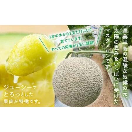 ふるさと納税 先行予約 渥美半島産 マルカ農園のマスクメロン 2 ふるさと納税 先行予約 渥美半島産 マルカ農園のマスクメロン 2