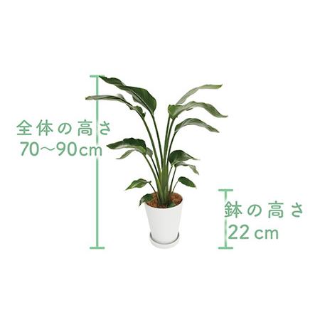 販売アウトレット ふるさと納税 4月上旬〜発送【観葉植物】オーガスタ 70cm〜90cm(鎌ヶ迫園芸場/014-1375) 観葉植物 植物 鉢付 インテリア 室内 オフィス おしゃ.. 鹿児島県指宿市