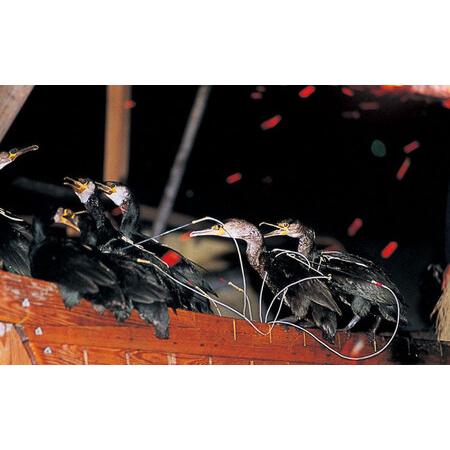 ふるさと納税 【通常日】チケット 長良川の鵜飼高級観覧船（白月）10名貸切招待券 [ANBA004] チケット 岐阜県岐阜市_2