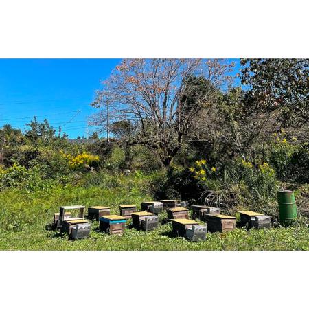 ふるさと納税 純粋ハチミツ 4種セット (アカシア 山桜 ソヨゴ 野山の花 300g×各1) 瑞浪市 / honey shop Bee farm asano 蜂蜜 はちみつ [AZB.. 岐阜県瑞浪市の画像