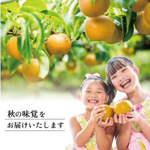 ふるさと納税 SA2989　刈屋梨　豊水　約3kg(6〜10玉入) 山形県酒田市_3