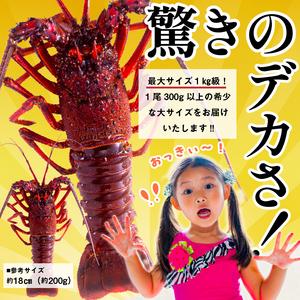 ふるさと納税 房州産大伊勢えび 約2kg 海老 海産物 海鮮 高級食材 贈答品 mi0014-0004 千葉県南房総市の画像