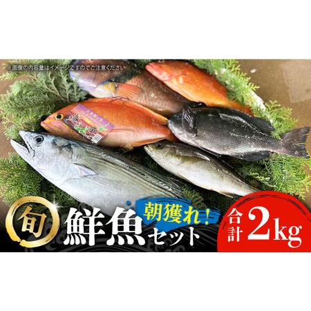 ふるさと納税 【五島列島・直送】朝獲れ!鮮魚セット2kg 鯛福丸 ふるさと納税 【五島列島・直送】朝獲れ!鮮魚セット2kg 鯛福丸