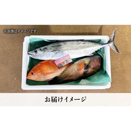 ふるさと納税 【五島列島・直送】朝獲れ!鮮魚セット2kg 鯛福丸 ふるさと納税 【五島列島・直送】朝獲れ!鮮魚セット2kg 鯛福丸