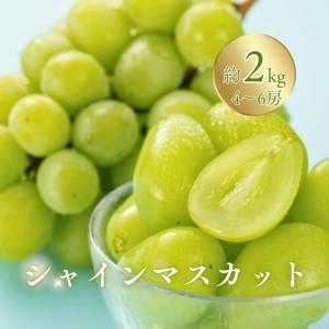 ふるさと納税 訳あり シャインマスカット 家庭用 約2kg(4~6房)※最低1.8kg以上 | シャインマスカット 長野県千曲市