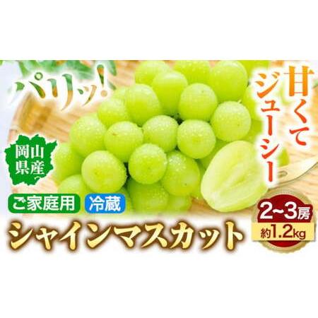 ふるさと納税 シャインマスカット (家庭用) 2〜3房(約1.2kg)[9月中旬-11月中旬頃出荷]テレビせとうち株式会社 果物 岡山県 浅口市| 岡山県浅口市