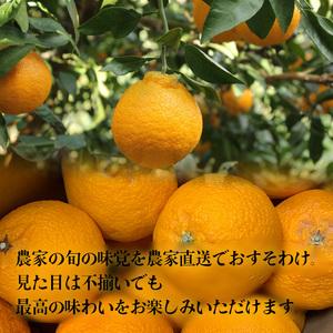 ふるさと納税 【デコポン と同一品種】 不知火 B品 家庭用 2.5kg