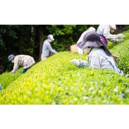 ふるさと納税 川根茶 ご家庭用 普通煎茶やまびこ２kg (200g袋×10袋セット) お茶 緑茶 川根産 南アルプス 高級茶 自家製茶園 2kg 静岡県島田市の画像
