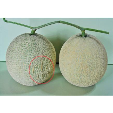 訳あり‼️千葉県産　高級マスクメロン　6玉 訳あり‼️千葉県産 高級マスクメロン 6玉 - メルカリ