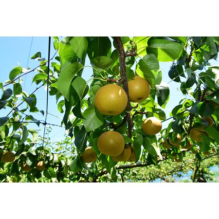 ふるさと納税 梨（幸水）（約５kg）【2026年発送分】 千葉県一宮町_3