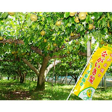ふるさと納税 梨（幸水）（約５kg）【2026年発送分】 千葉県一宮町_4